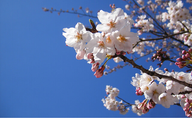 event image for Cherry Blossom Origami